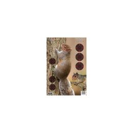 Pregame Squirrel 12 x 18 Tgt  8 Tgt